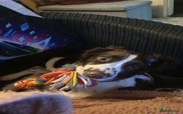 English Springer Spaniel dogs for sale: 20 ish week old springer spaniel - Image 7