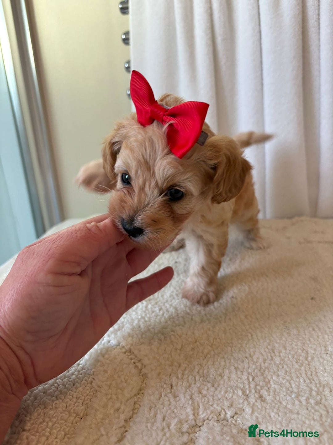 Maltipoo dogs for sale: F1 beautiful maltipoo baby’s 🩵🩷 - Image 19