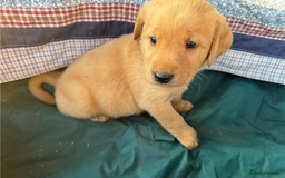 Golden Retriever dogs for sale: Gorgeous Golden retriever puppies for new homes - Image 5