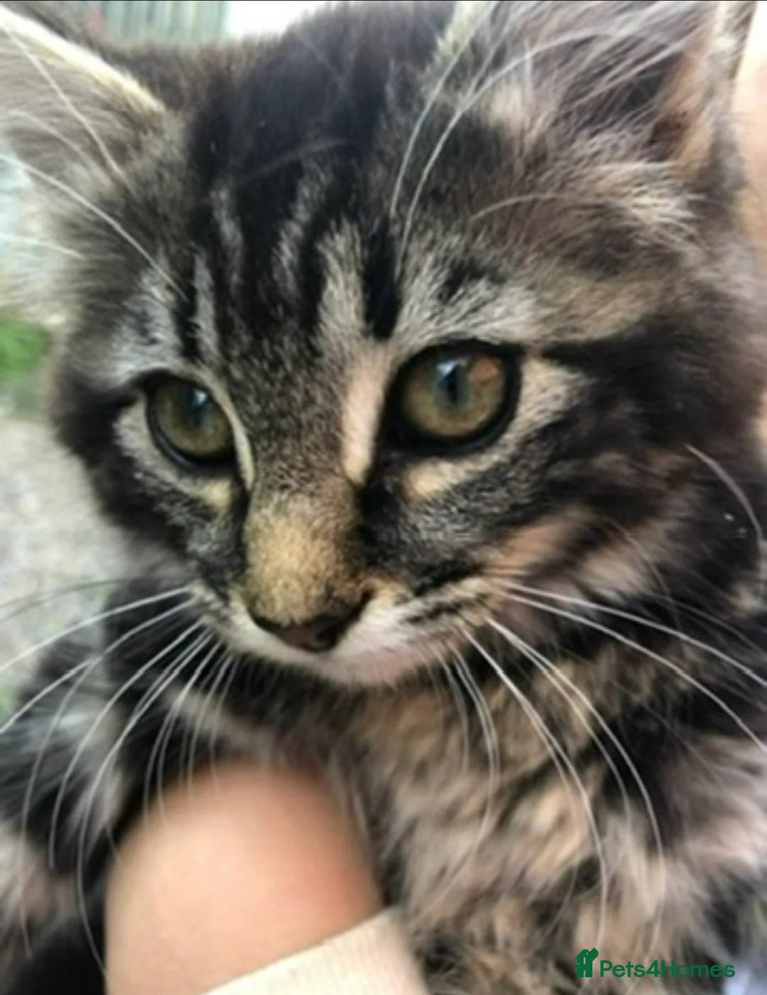 Mixed Breed cats for sale: Gorgeous kittens for sale  - Advert 2