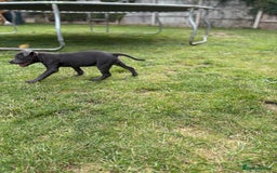Staffordshire Bull Terrier dogs for sale: Stunning blue puppy  - Image 9