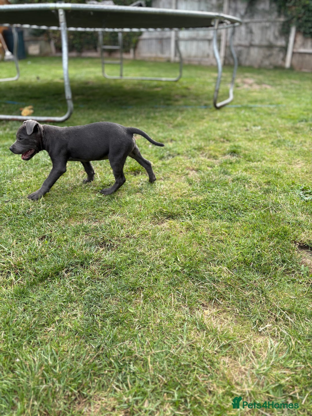 Staffordshire Bull Terrier dogs for sale: Stunning blue puppy  - Image 9