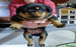 Rottweiler dogs for sale: Elite German Bloodline Rottweiller Puppies - Image 15
