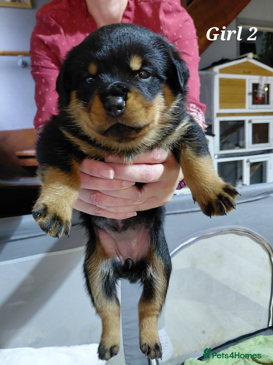 Rottweiler dogs for sale: Elite German Bloodline Rottweiller Puppies - Image 15