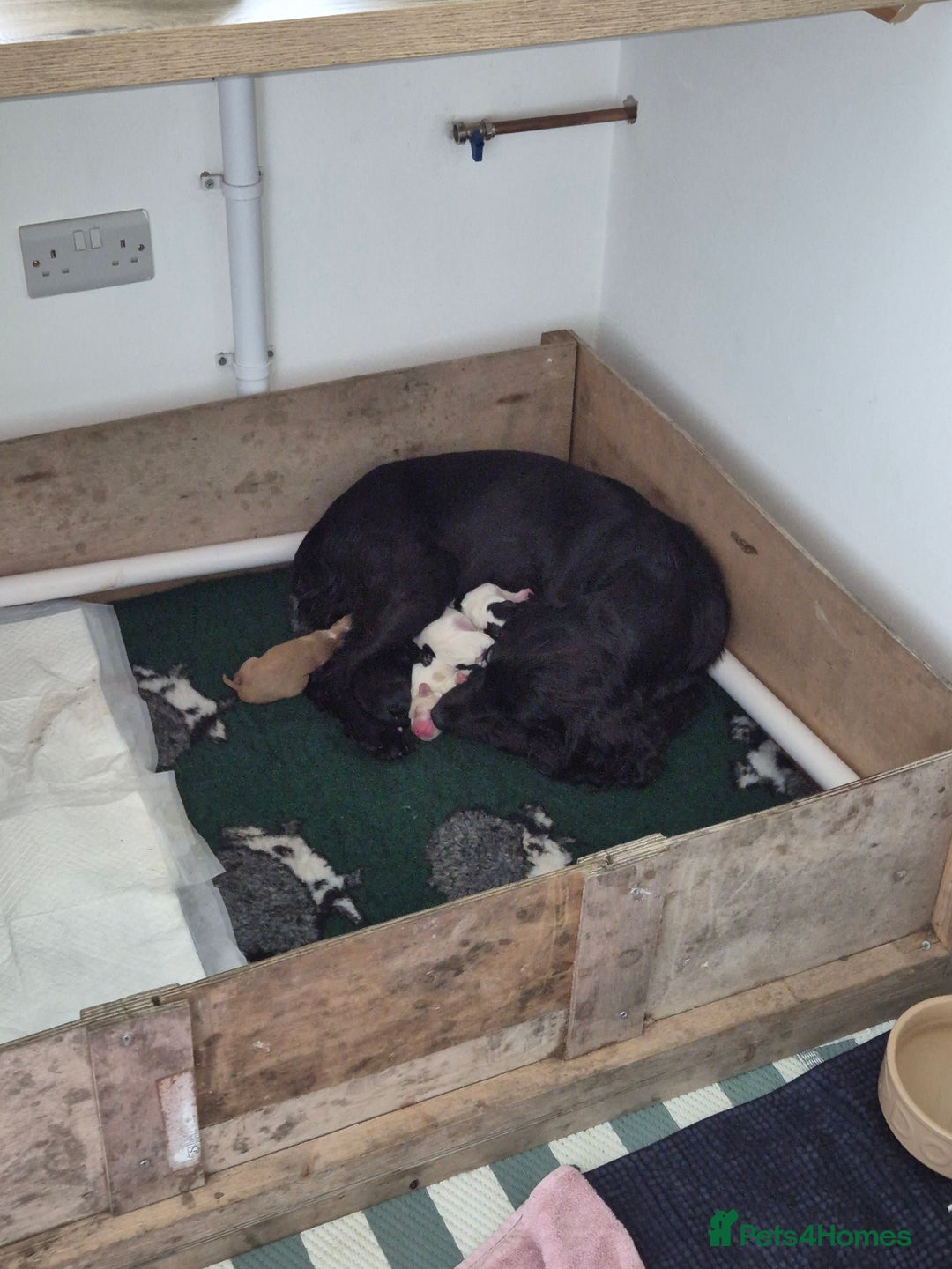 Sprocker dogs for sale: Sprocker Spaniel Puppies - Image 7