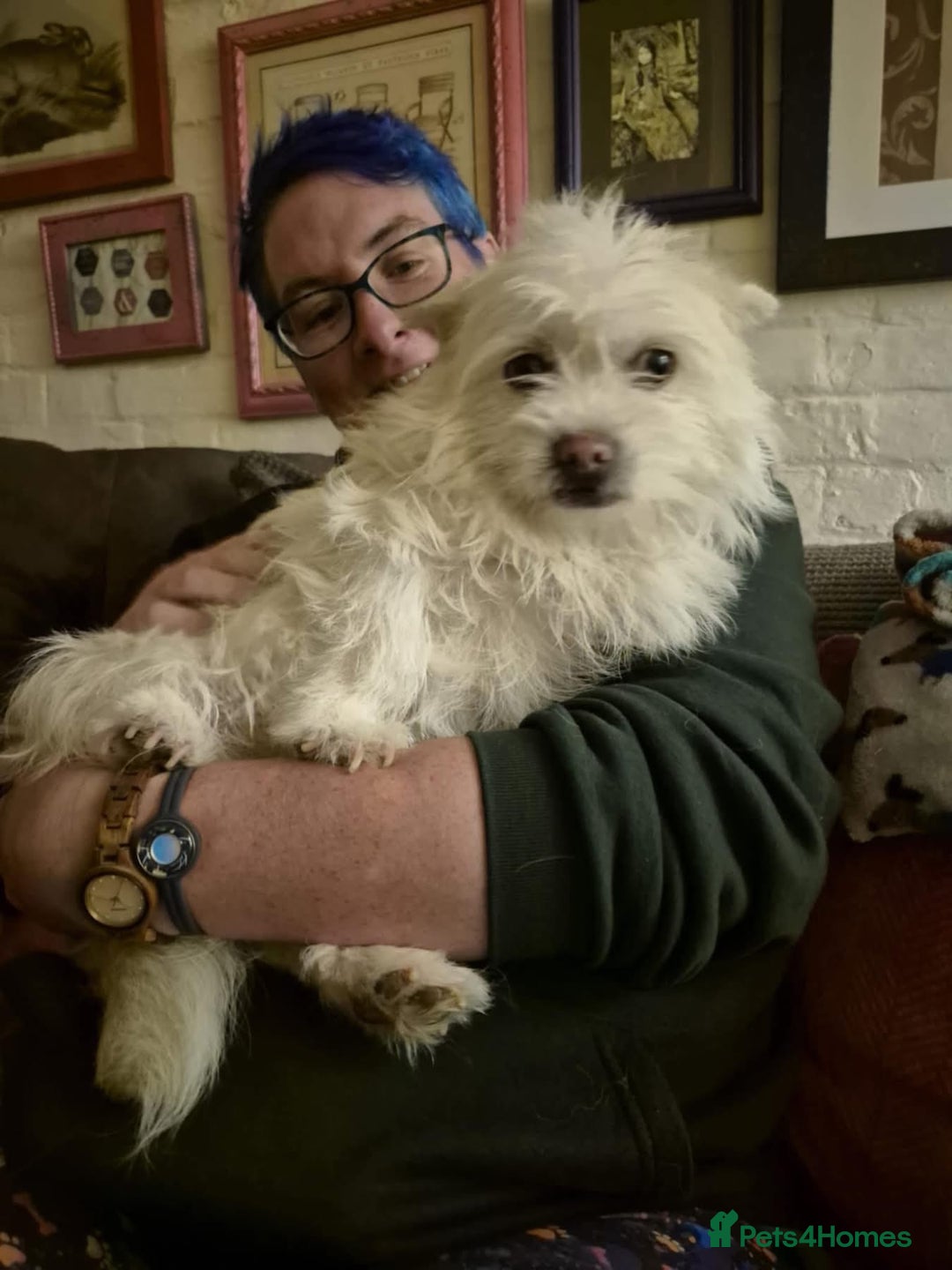 Mixed Breed dogs for adoption: Sonic - Dereham Norfolk  - Image 3