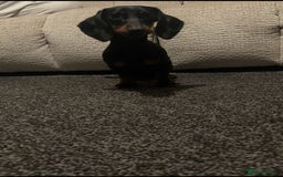 Miniature Dachshund dogs for sale: Miniature dachshund 9 month old - Image 2