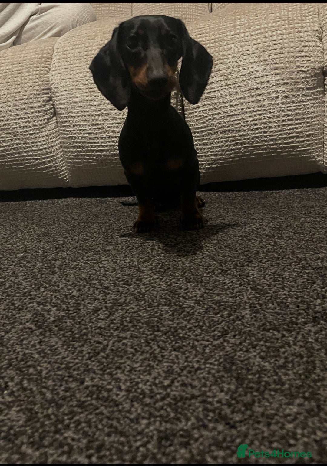 Miniature Dachshund dogs for sale: Miniature dachshund 9 month old - Image 2