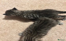 Mixed Breed cats for sale: Beautiful kittens  - Image 5