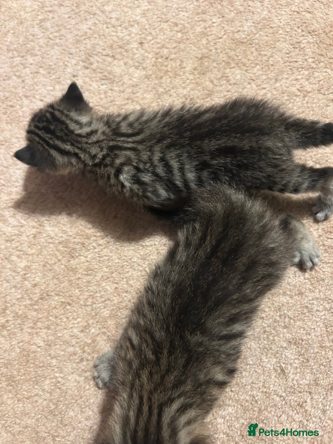 Mixed Breed cats for sale: Beautiful kittens  - Image 5