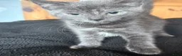 Ragdoll cats for sale: Ragdolls Mum & Babies 10 weeks sepia flame 10 wks - Advert 12