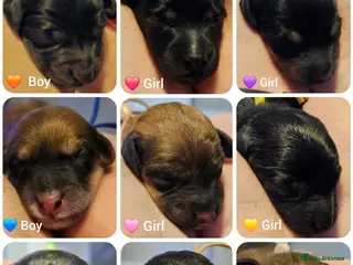 Mixed Breed dogs LabraWeiner-Doodles 9 pups born! - Advert 1