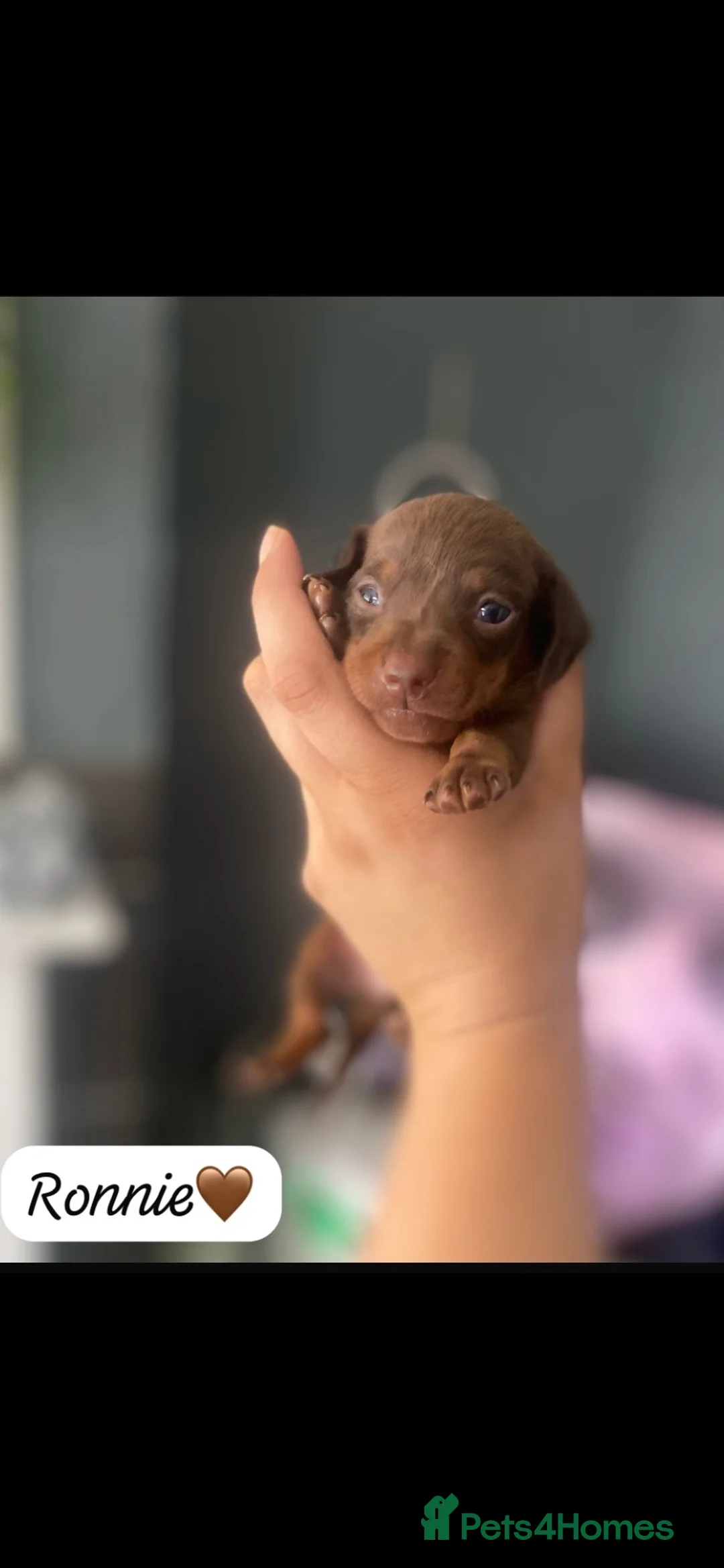 Miniature Dachshund dogs for sale: Beautiful smooth haired mini dachshunds😍 - Advert 9
