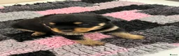 Rottweiler dogs for sale: Rottweiler pups KC Registered + Champ Bloodlines - Advert 7