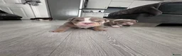 English Bulldog dogs for sale: 4 stunning unique coloured pups - Advert 28