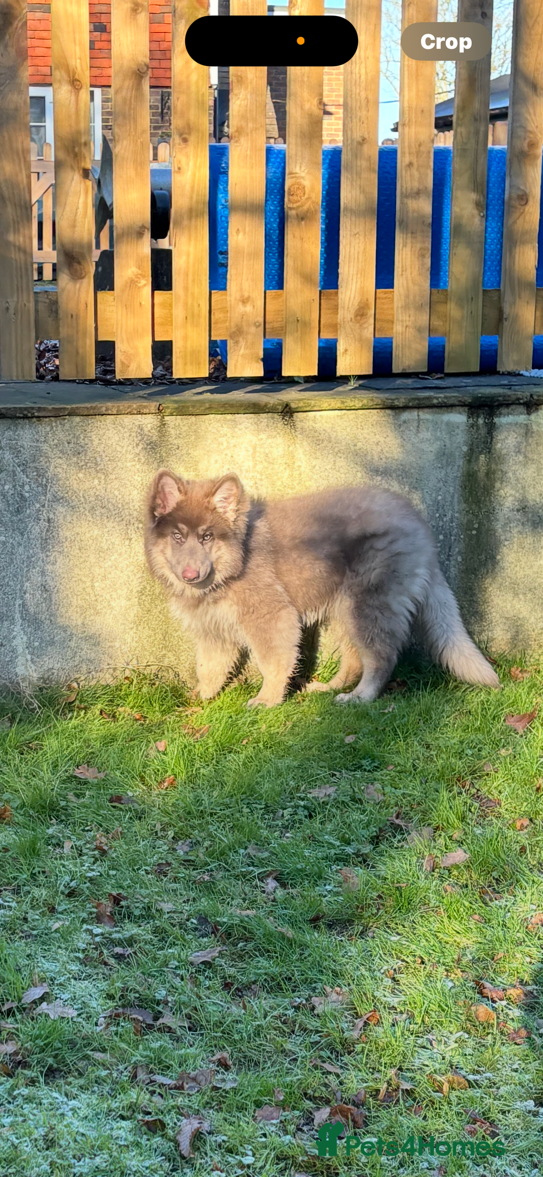 German Shepherd dogs for sale: Kc registered DNA Health tested gsd puppy  - Advert 5