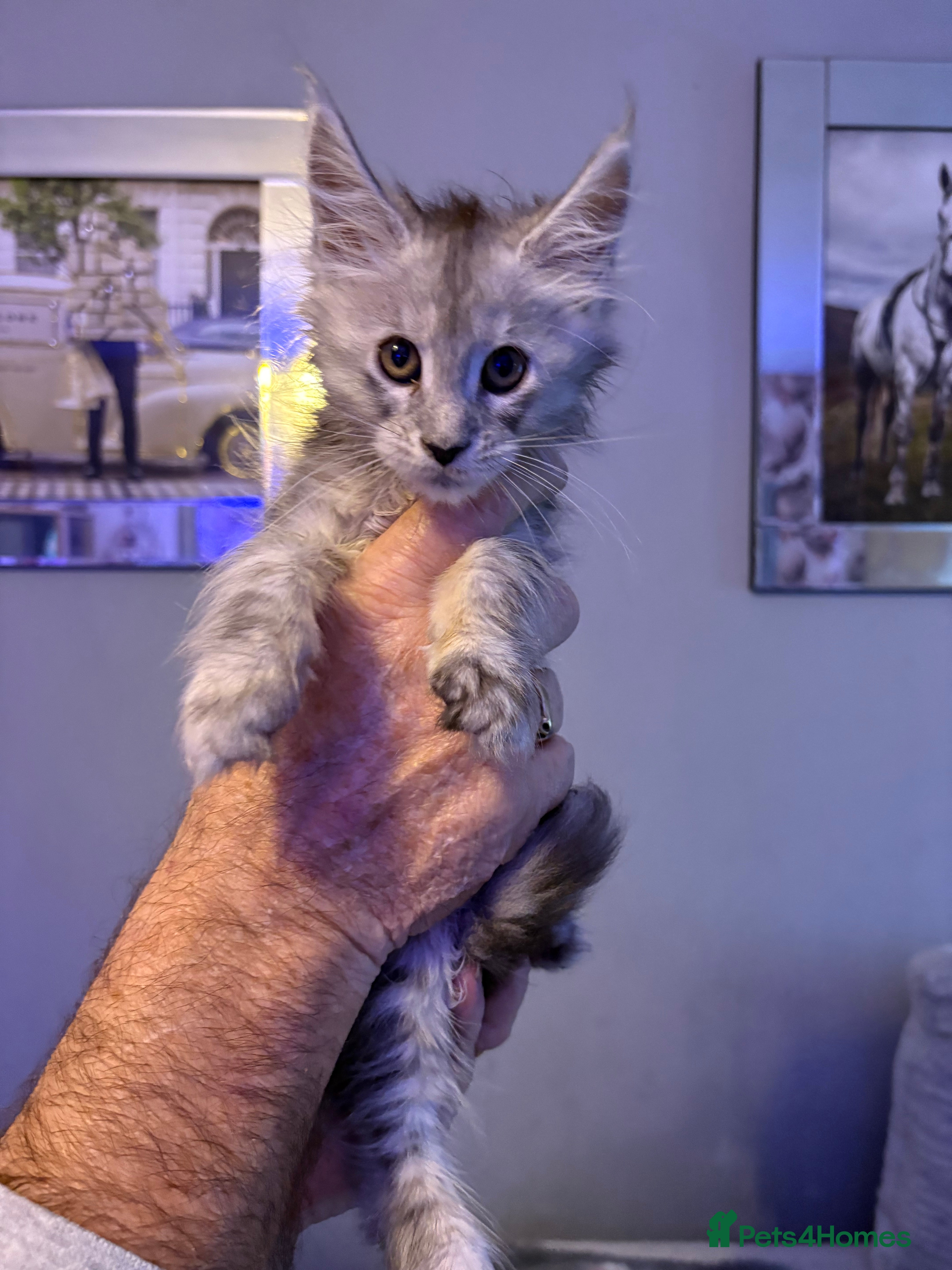 Maine Coon cats 4 STUNNING MAINE COON BABIES  - Advert 2