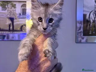 Maine Coon cats 4 STUNNING MAINE COON BABIES - Advert 2