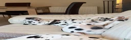 Dalmatian dogs for sale: Doodles Dalmatian puppy  in Addlestone - Advert 2
