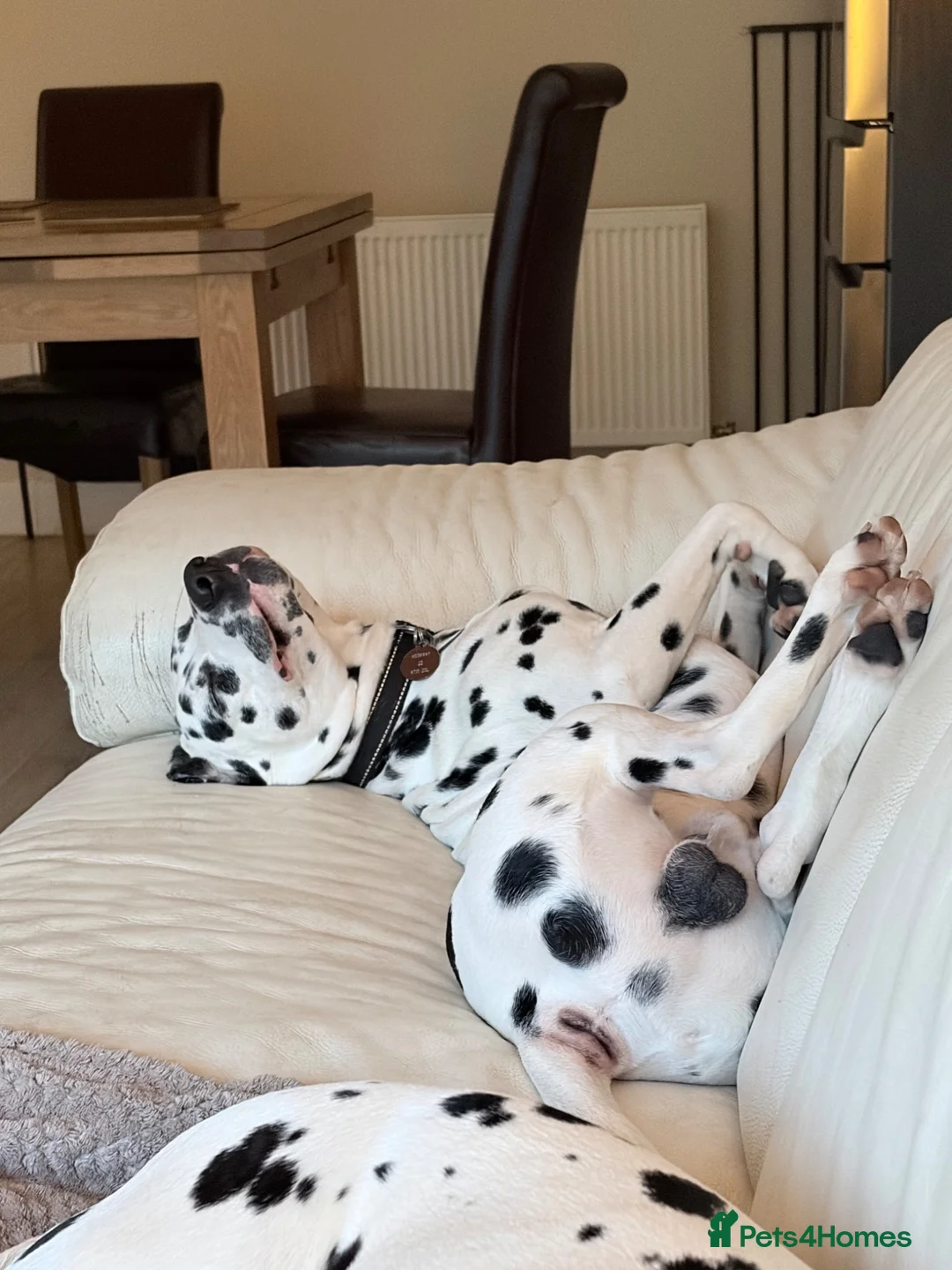Dalmatian dogs for sale: Doodles Dalmatian puppy  in Addlestone - Advert 2