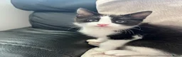 Ragdoll cats for sale: Beautiful Ragdoll X - Advert 5