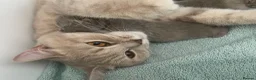 British Shorthair cats for sale: STUNNING LITTER OF RARE COLOUR KITTENS  - Advert 13