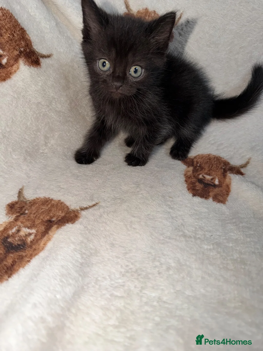 Mixed Breed cats for sale: Persian cross kittens  - Advert 2