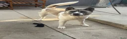 Akita dogs for sale: Female Akita 4 years old - Advert 3