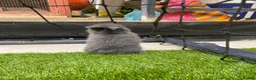 Mini Lop rabbits for sale: Beautiful baby mini lop bunnies 😍 - Advert 6