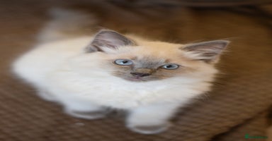 Ragdoll cats - Advert 9