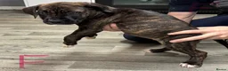 Mixed Breed dogs for sale: American bulldog x Presa canario puppy’s  in Birmingham - Advert 18