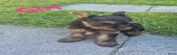Yorkshire Terrier dogs for sale:  Yorkshire Terrier Puppies  - Advert 4