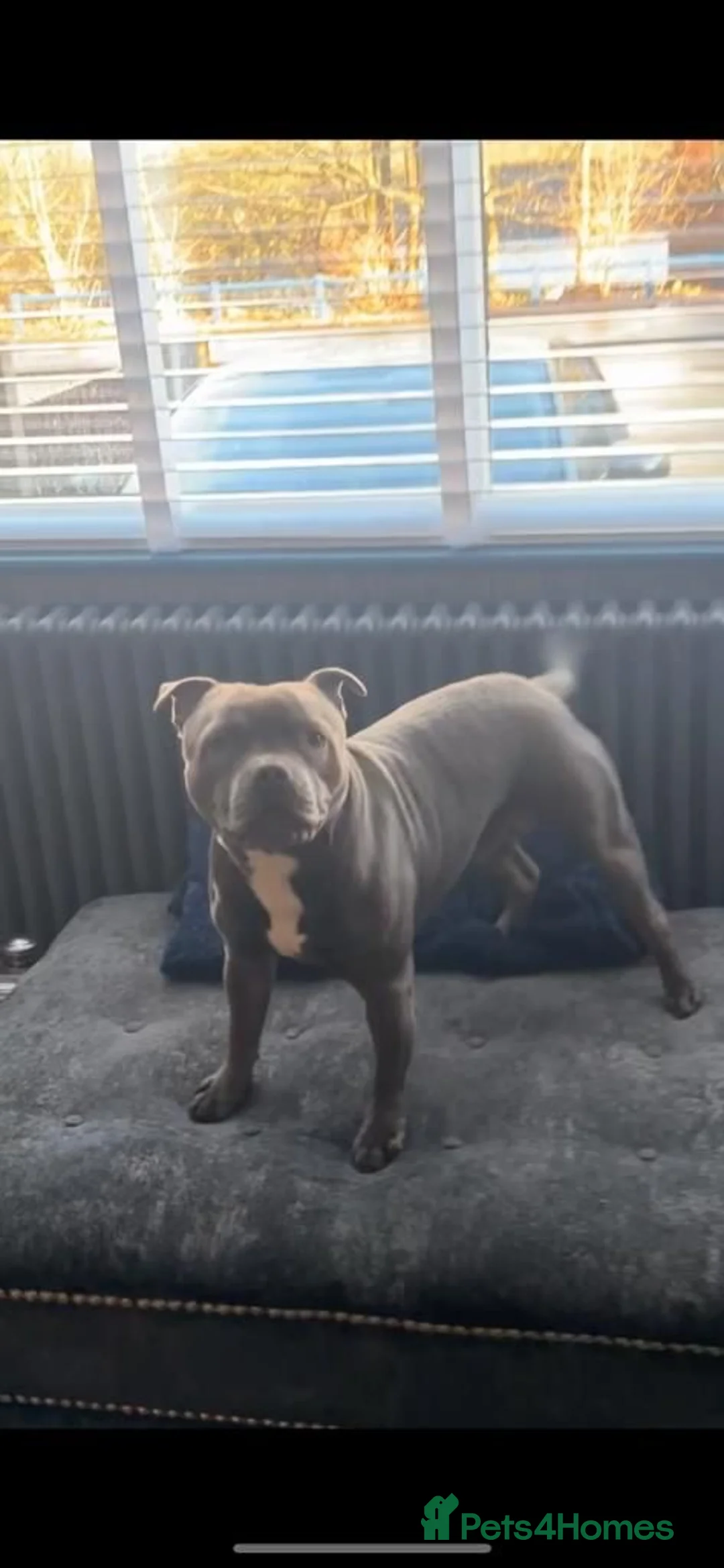 Staffordshire Bull Terrier dogs for stud: BEAUTIFUL BULLSCAFF SON UP FOR STUD in Birmingham - Advert 4