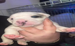 Mixed Breed dogs for sale: 4 beautiful olde English bulldog/ American bulldog - Advert 22