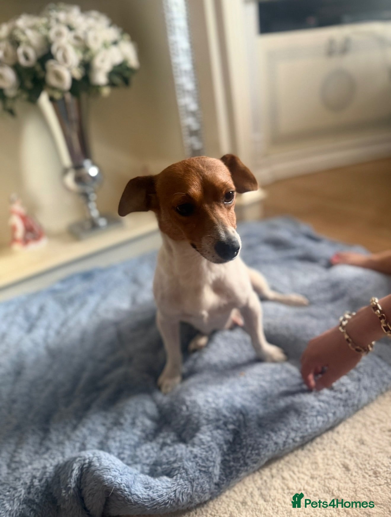 Jack Russell dogs Jack Russell  - Advert 1