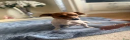 Jack Russell dogs for sale: Jack Russell  in Willenhall - Advert 1