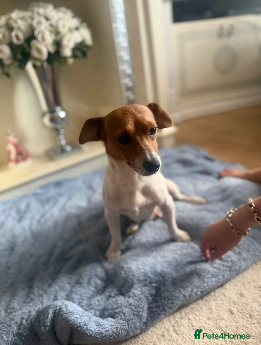 Jack Russell dogs for sale: Jack Russell  in Willenhall - Advert 1