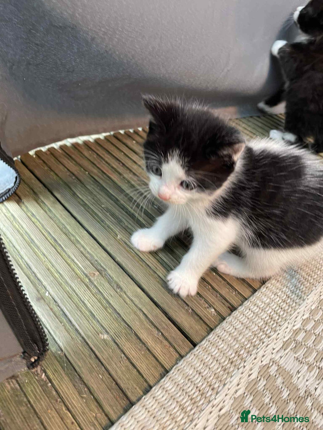 Mixed Breed cats for sale: 2 lovely girls for sale - Advert 3