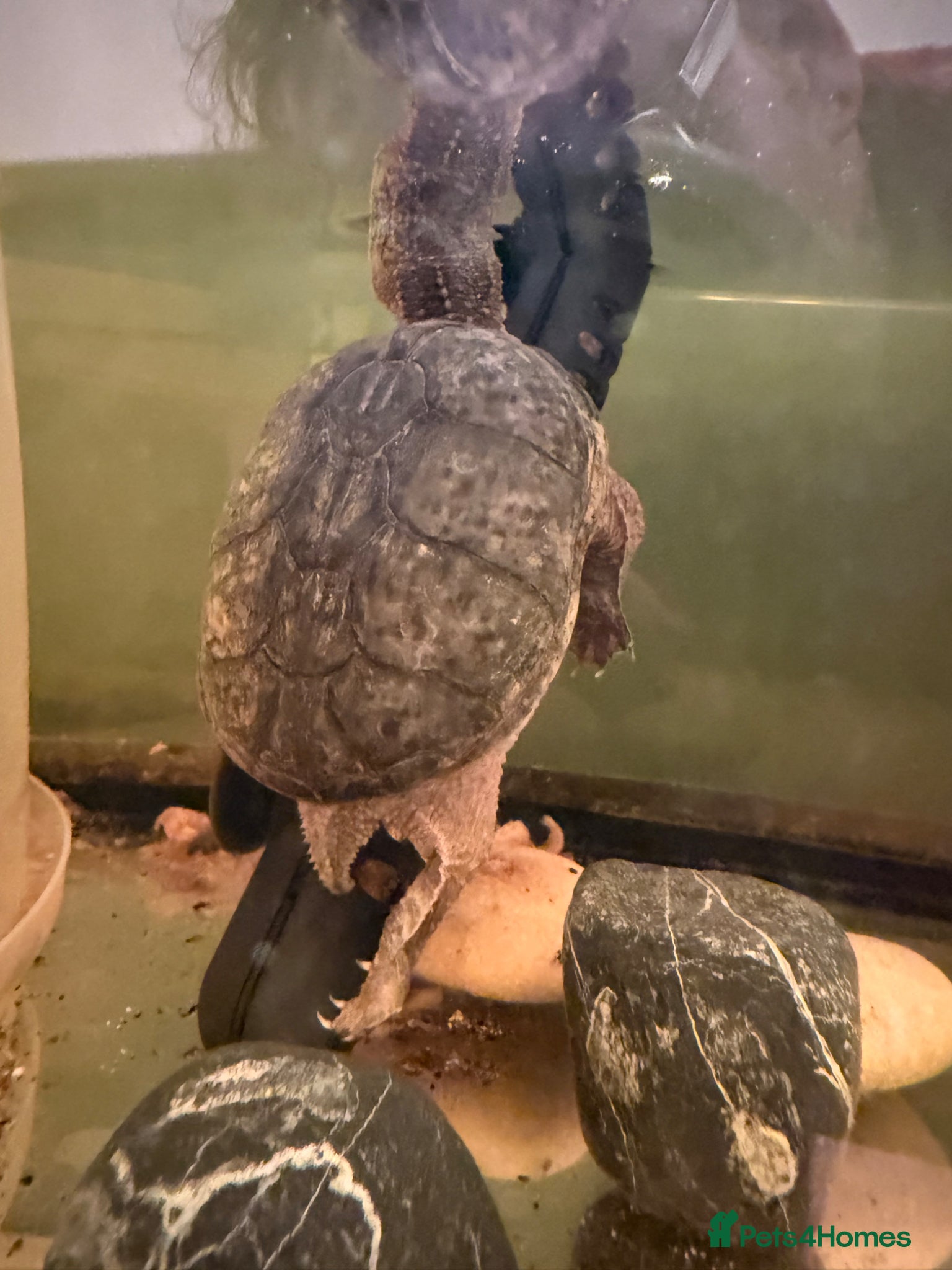 Turtle reptiles Common musk turtle around 15yrs old.  - Advert 4