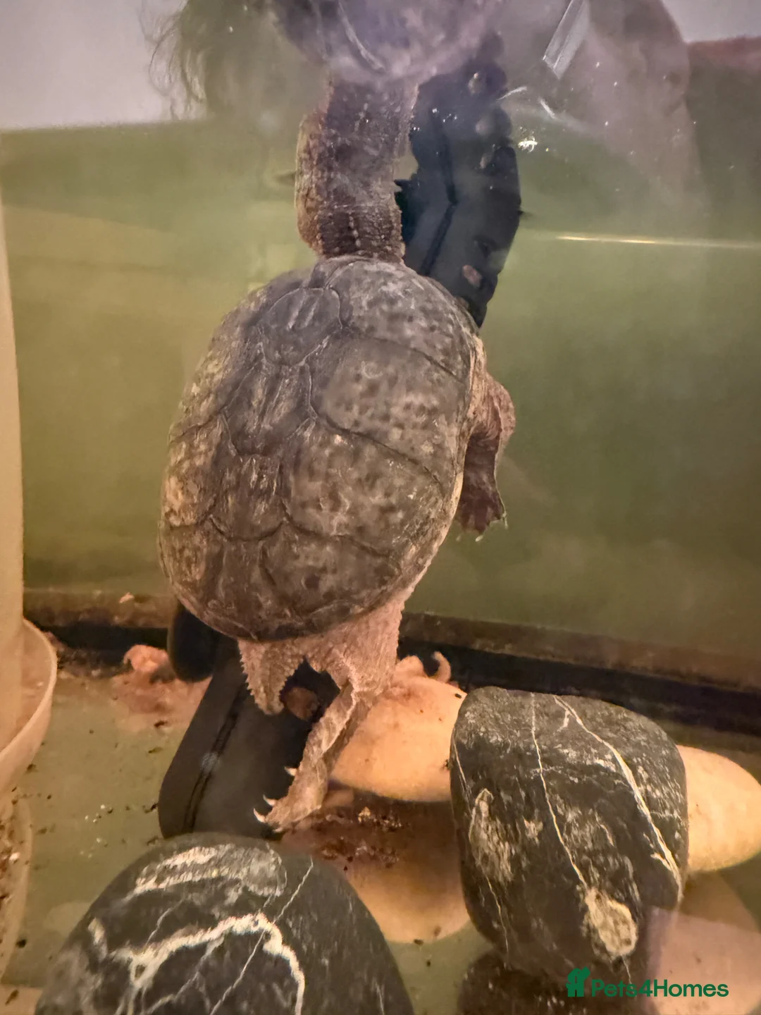 Turtle reptiles for sale: Common musk turtle around 15yrs old.  in Carlisle - Advert 1