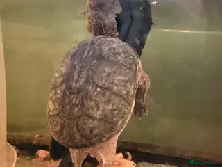 Turtle reptiles Common musk turtle around 15yrs old. - Advert 4