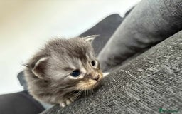Maine Coon cats for sale: 3/4 maine coon kittens  - Image 4