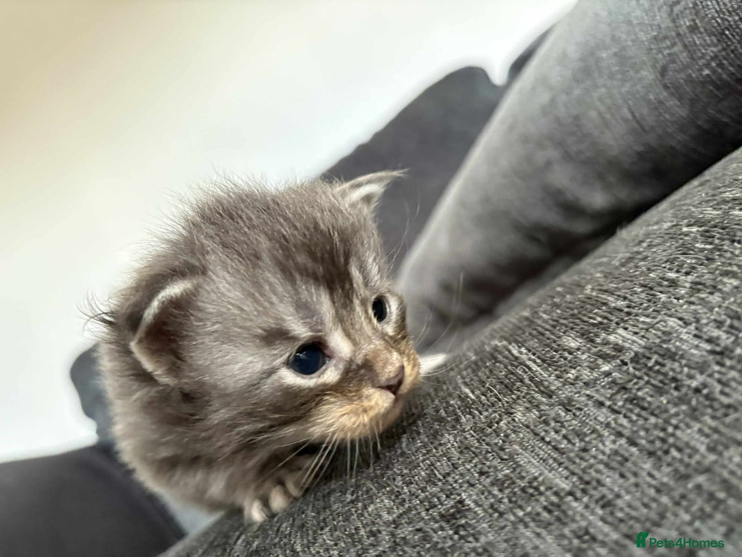 Maine Coon cats for sale: 3/4 maine coon kittens  - Image 4