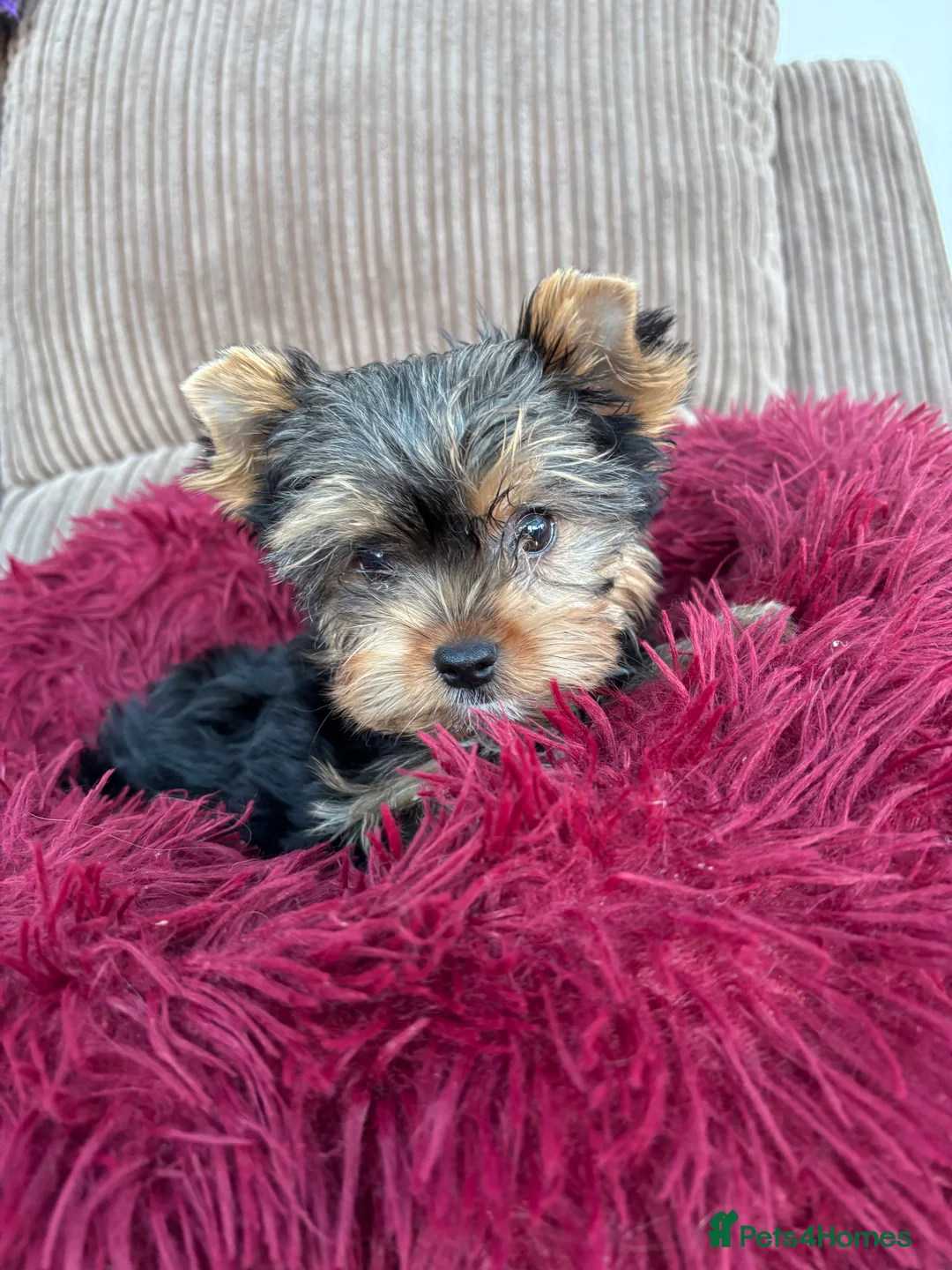 Yorkshire Terrier dogs for sale: Beautiful ned (pedigree name) - Advert 12