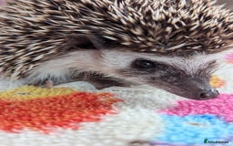 Pygmy Hedgehog rodents for sale: REDUCED PRICE!!! Gorgeous Hoglets/ READY NOW!!!! - Image 13