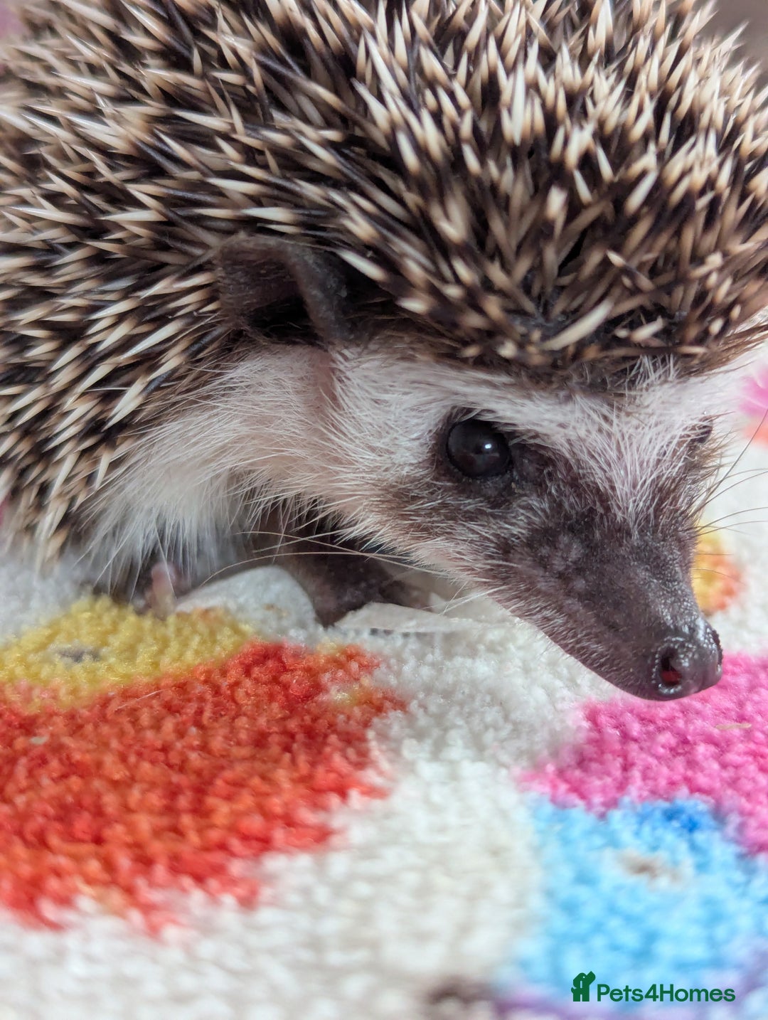 Pygmy Hedgehog rodents for sale: REDUCED PRICE!!! Gorgeous Hoglets/ READY NOW!!!! - Image 13