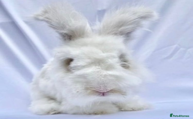 Angora rabbits - Advert 9