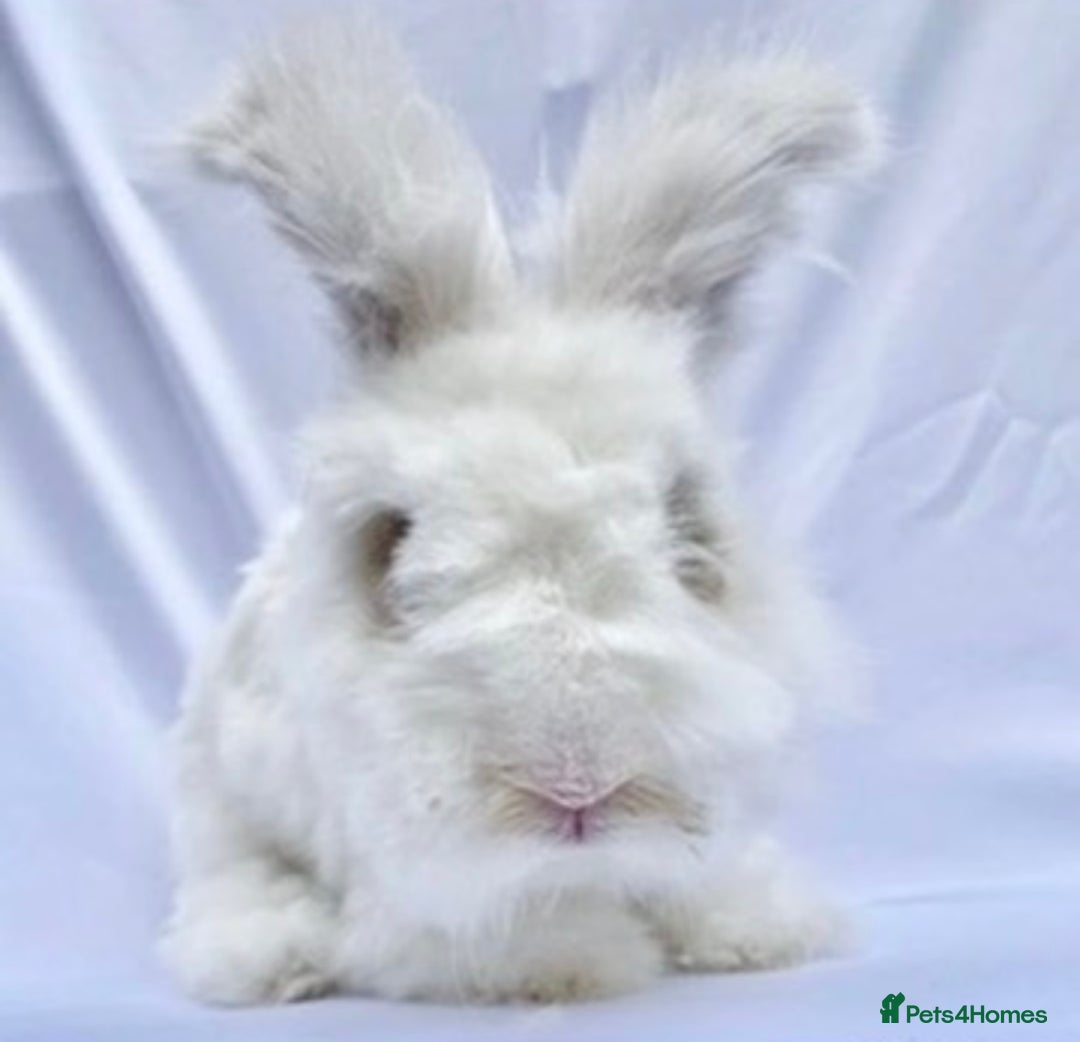 Angora rabbits for sale: (Not neutred) handsome pedigree imported Angora  - Image 1
