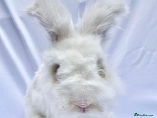 Angora rabbits (Not neutred) handsome pedigree imported Angora - Advert 3