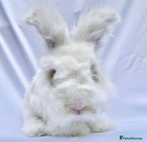 Angora rabbits - Advert 6